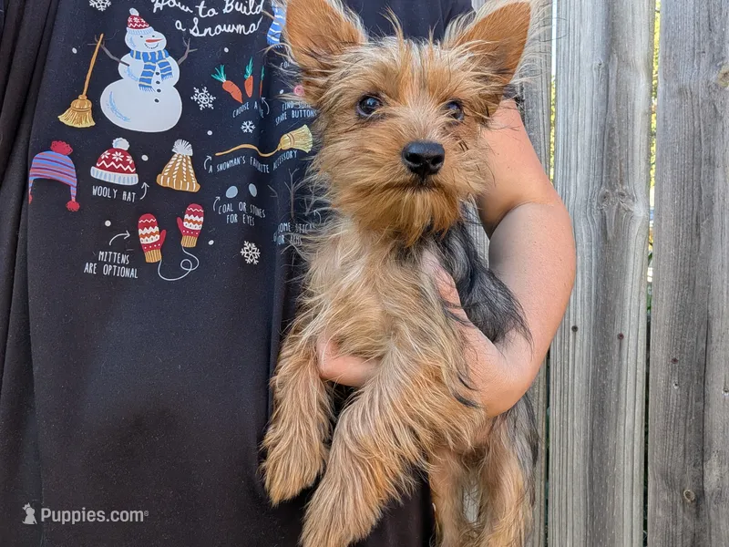 Lady – Yorkshire Terrier puppy for sale in Olathe, KS