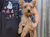 Lady, a female Yorkshire Terrier for sale in Olathe, KS – 1 of 2