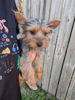 Tiny, a female Yorkshire Terrier for sale in Olathe, KS – 2 of 3