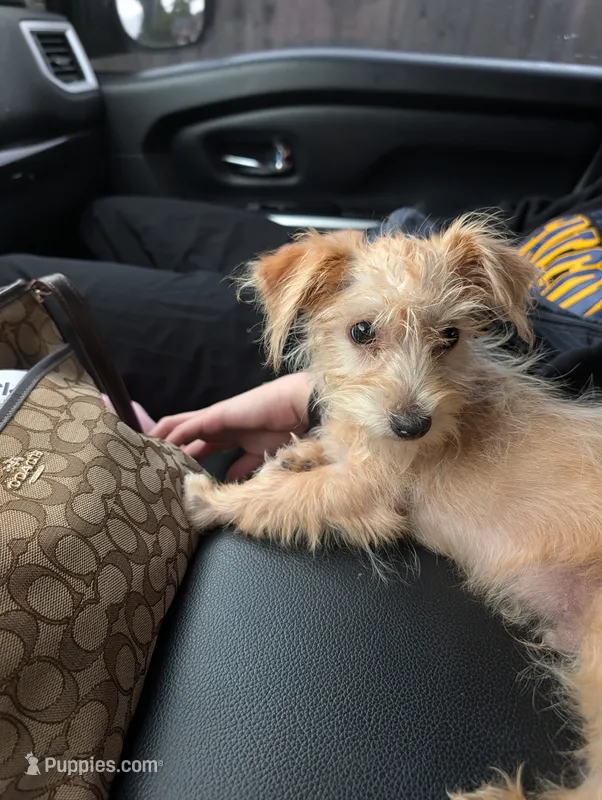 Jabarkus – Yorkshire Terrier, Poodle - Miniature  puppy for sale in Olathe, KS