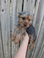 Sadie, a female Yorkshire Terrier for sale in Olathe, KS – 2 of 3