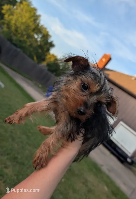 Sadie – Yorkshire Terrier puppy for sale in Olathe, KS