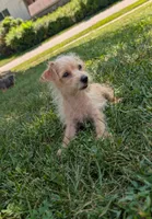 Coconut, a male Yorkipoo for sale in Olathe, KS – 2 of 2