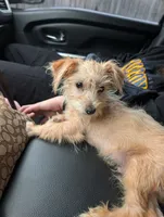 Jabarkus, a male Yorkshire Terrier and Poodle - Miniature  for sale in Olathe, KS – 4 of 6