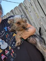Tilly, a female Yorkshire Terrier for sale in Olathe, KS – 2 of 5