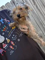 Tilly, a female Yorkshire Terrier for sale in Olathe, KS – 3 of 5