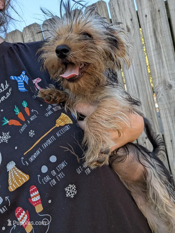 Tilly – Yorkshire Terrier puppy for sale in Olathe, KS
