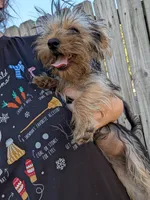 Tilly, a female Yorkshire Terrier for sale in Olathe, KS – 1 of 5
