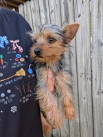 Tiny, a female Yorkshire Terrier for sale in Olathe, KS – 3 of 3
