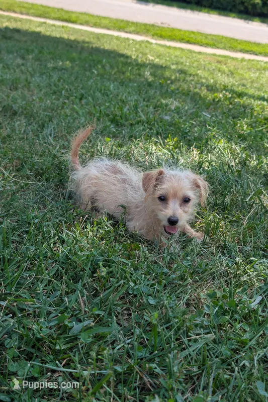 Butter – Yorkipoo puppy for sale in Olathe, KS