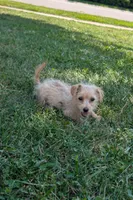 Butter, a male Yorkipoo for sale in Olathe, KS – 1 of 2