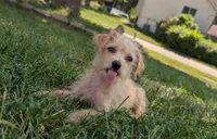 Coconut, a male Yorkipoo for sale in Olathe, KS – 1 of 2
