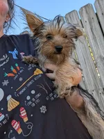 Tilly, a female Yorkshire Terrier for sale in Olathe, KS – 5 of 5
