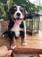 AKC Hobey, a male Bernese Mountain Dog for sale in Neillsville, WI – 1 of 1
