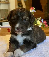 Xena, a female Bernedoodle for sale in Neillsville, WI – Photo 2 of 4