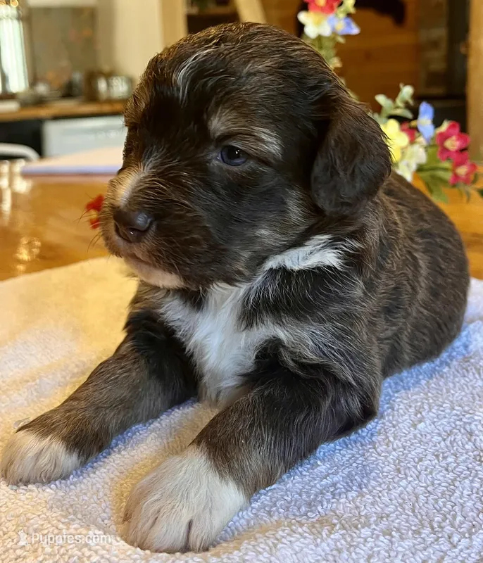 Xena – Bernedoodle puppy for sale in Neillsville, WI