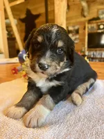 Maxine/Aussie Mountain Doodle, a female Bernedoodle for sale in Neillsville, WI – Photo 2 of 4