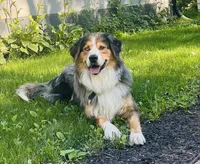 Maxine/Aussie Mountain Doodle, a female Bernedoodle for sale in Neillsville, WI – Photo 3 of 4