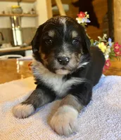 Maxine/Aussie Mountain Doodle, a female Bernedoodle for sale in Neillsville, WI – Photo 1 of 4