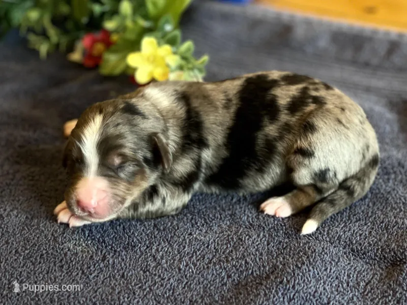 Beatrix/Aussie Mountain Doodle – Bernedoodle puppy for sale in Neillsville, WI