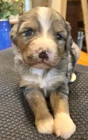 Beatrix/Aussie Mountain Doodle, a female Bernedoodle for sale in Neillsville, WI – Photo 2 of 4