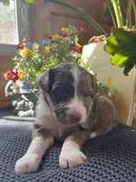 Moxi/Aussie Mountain Doodles , a female Bernedoodle for sale in Neillsville, WI – Photo 2 of 2