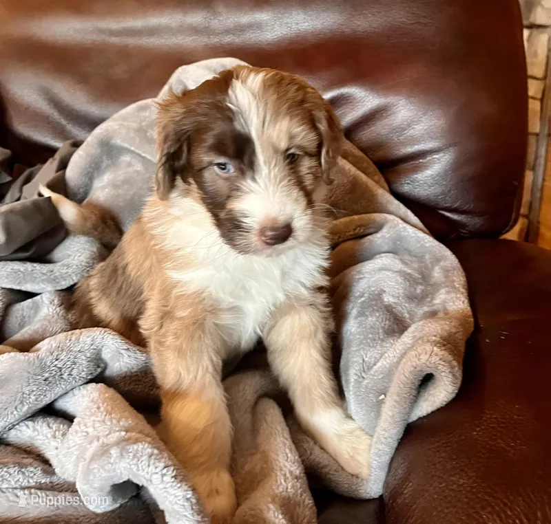 Moxi/Aussie Mountain Doodles  – Bernedoodle puppy for sale in Neillsville, WI