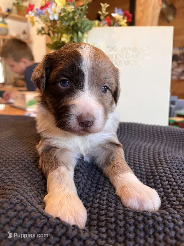 Moxi/Aussie Mountain Doodles  – Bernedoodle puppy for sale in Neillsville, WI