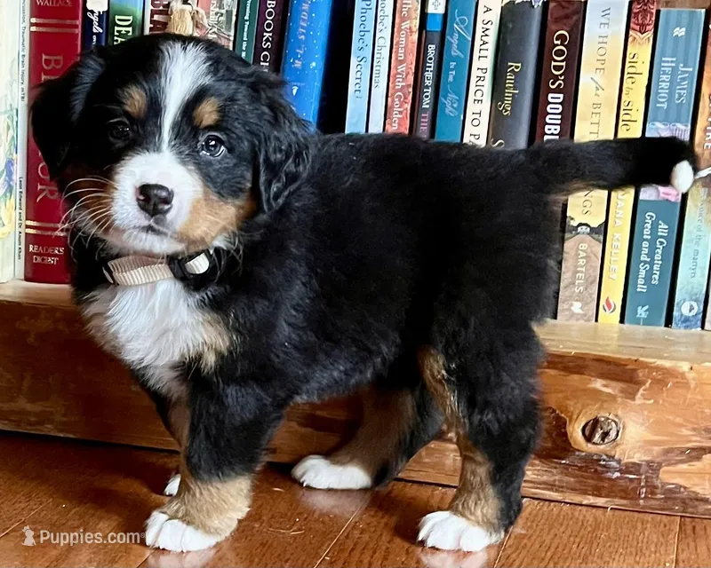 AKC Holly – Bernese Mountain Dog puppy for sale in Neillsville, WI