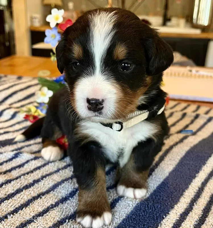 AKC Holly – Bernese Mountain Dog puppy for sale in Neillsville, WI