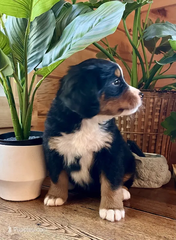 AKC Holly – Bernese Mountain Dog puppy for sale in Neillsville, WI