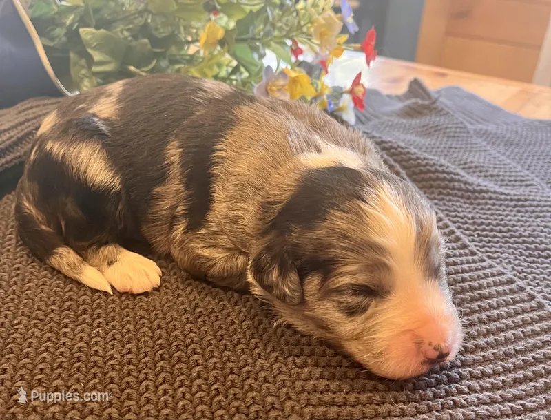Huxley, a male Australian Shepherd and Bernedoodle for sale in Neillsville, WI – Photo 1 of 1
