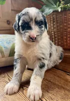 Roxanne/Aussie Mountain Doodle, a female Bernedoodle for sale in Neillsville, WI – 7 of 7