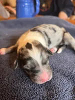 Roxanne, a female Bernedoodle for sale in Neillsville, WI – Photo 4 of 4