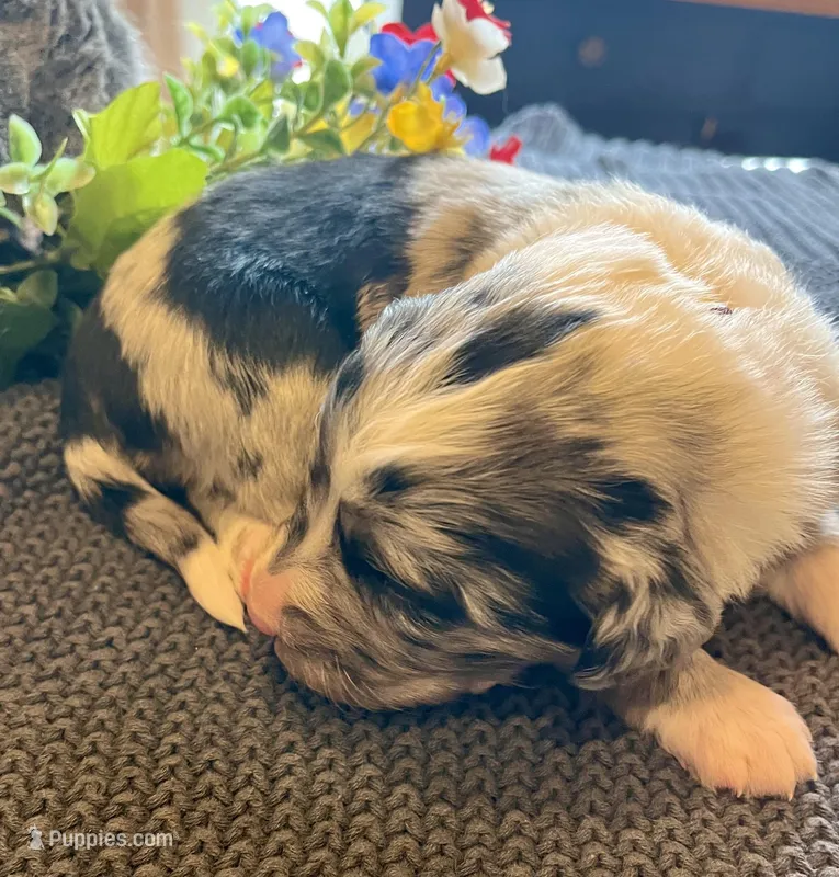 Roxanne, a female Bernedoodle for sale in Neillsville, WI – Photo 1 of 4