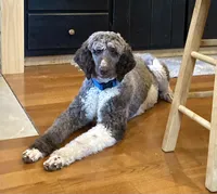 Roxanne, a female Bernedoodle for sale in Neillsville, WI – Photo 2 of 4