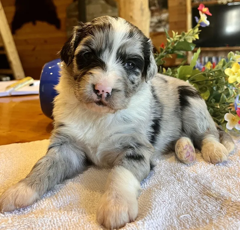 Roxanne/Aussie Mountain Doodle, a female Bernedoodle for sale in Neillsville, WI – Photo 1 of 5
