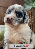 Roxanne/Aussie Mountain Doodle, a female Bernedoodle for sale in Neillsville, WI – 6 of 7