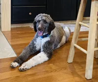 Lexi/Aussie Mountain Doodle, a female Bernedoodle for sale in Neillsville, WI – Photo 4 of 4