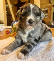 Lexi/Aussie Mountain Doodle, a female Bernedoodle for sale in Neillsville, WI – Photo 2 of 4