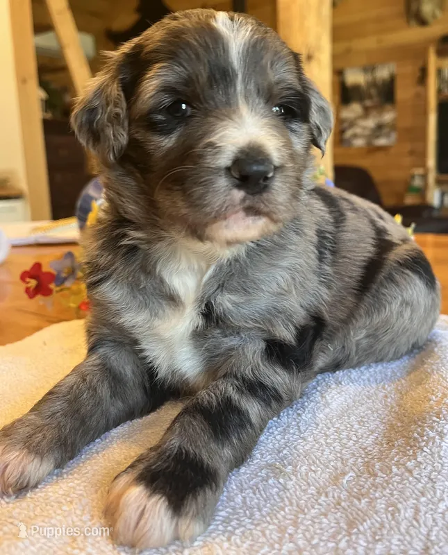 Lexi/Aussie Mountain Doodle – Bernedoodle puppy for sale in Neillsville, WI