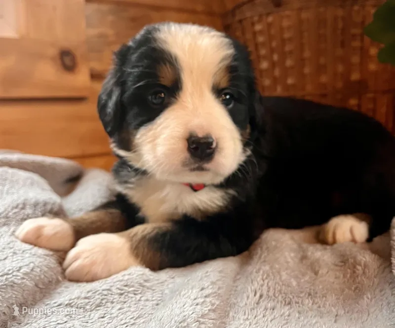 AKC Jefry – Bernese Mountain Dog puppy for sale in Neillsville, WI