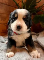 AKC Jefry, a male Bernese Mountain Dog for sale in Neillsville, WI – Photo 2 of 2