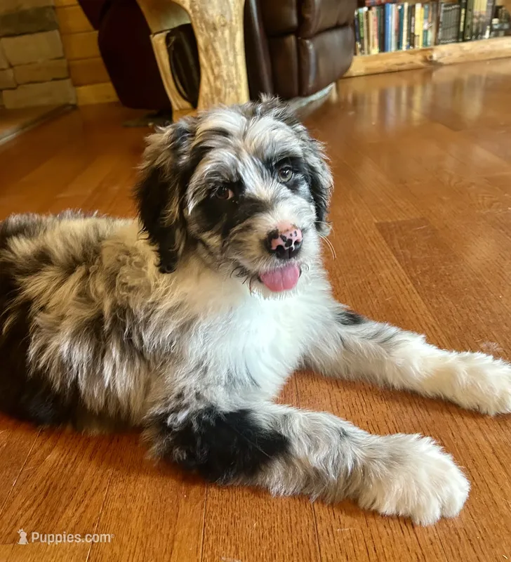 Roxanne/Aussie Mountain Doodle – Bernedoodle puppy for sale in Neillsville, WI