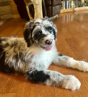 Roxanne/Aussie Mountain Doodle, a female Bernedoodle for sale in Neillsville, WI – 1 of 8