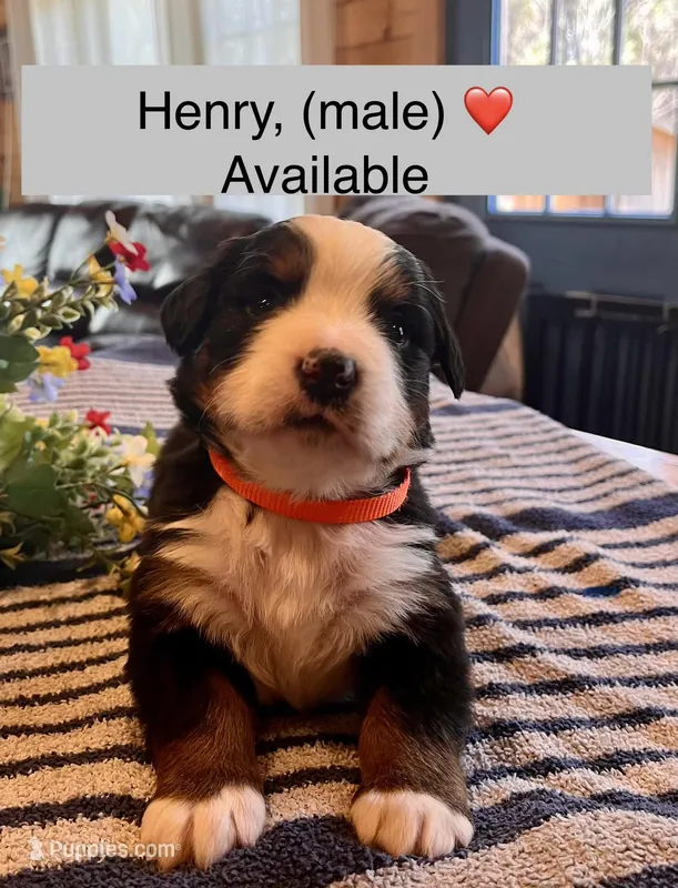 AKC Henry – Bernese Mountain Dog puppy for sale in Neillsville, WI