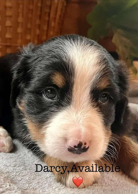 AKC Darcy – Bernese Mountain Dog puppy for sale in Neillsville, WI