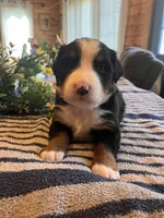 AKC Darcy, a male Bernese Mountain Dog for sale in Neillsville, WI – Photo 2 of 2