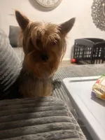 Bentley , a male Yorkshire Terrier for sale in Tampa, FL – 2 of 4