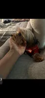 Bentley , a male Yorkshire Terrier for sale in Tampa, FL – 4 of 4